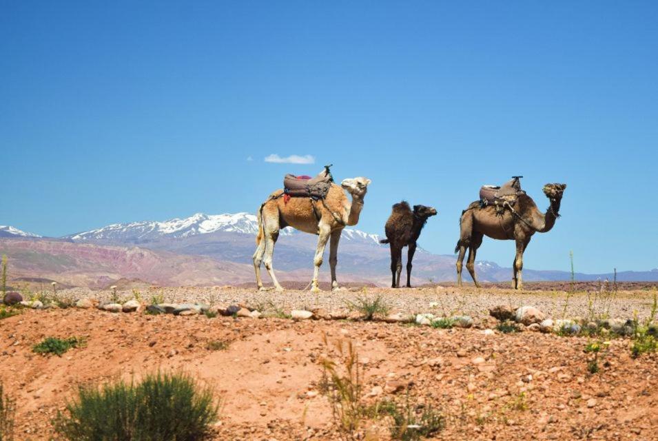 Amazigh Family Riad Imlil  Εξωτερικό φωτογραφία